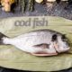 cod fish